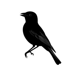Obraz premium 2D full body illustration full body shot of a blackbird silhouette isolated on a white transparent background