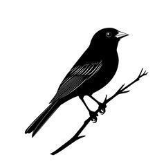 Obraz premium 2D full body illustration full body shot of a linnet silhouette isolated on a white transparent background