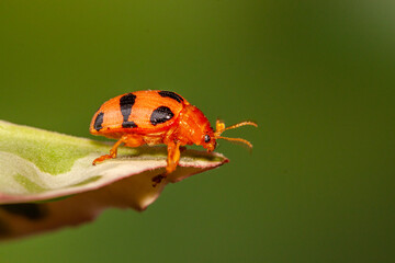 Coelophora inaequalis, the variable ladybird, common Australian lady beetle or common Australian ladybug is a ladybird species endemic to Australia, Oceania and Southern Asia
