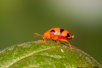 Coelophora inaequalis, the variable ladybird, common Australian lady beetle or common Australian ladybug is a ladybird species endemic to Australia, Oceania and Southern Asia