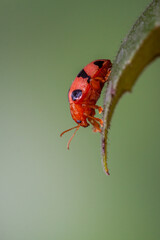 Coelophora inaequalis, the variable ladybird, common Australian lady beetle or common Australian ladybug is a ladybird species endemic to Australia, Oceania and Southern Asia