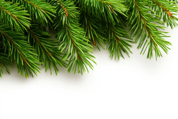 Obraz premium Close-up of fresh green pine branches against a white background.