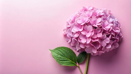 Fototapeta premium Floral arrangement of delicate pink hydrangeas close-up nature photography & soft aesthetic