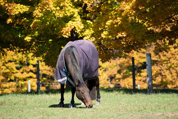 Horse grazing in field 