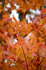 Autumn leaves in the sky 