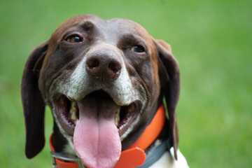 German Short Haired Pointer playing in the yard