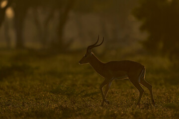 Male Impala (Aepyceros melampus) backlit walking through a wooded area in South Luangwa National Park, Zambia