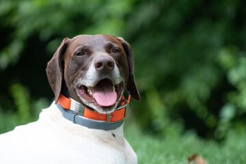 German Short Haired Pointer playing in the yard
