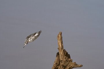 Pied Kingfisher (Ceryle rudis) coming in to land on a dead tree stump over a shallow lagoon at the...