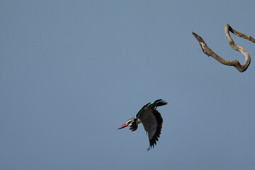 Woodland Kingfisher (Halcyon senegalensis) hunting over a shallow lagoon at the start of the rainy season in South Luangwa National Park, Zambia