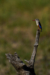 Grey-headed Kingfisher (Halcyon leucocephala) perched on a dead tree stump in South Luangwa National Park, Zambia    