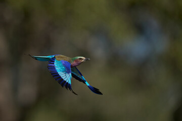 Lilac breasted Roller (Coracias caudatus) in flight in South Luangwa National Park, Zambia