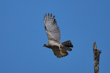 Dark Chanting-Goshawk (Melierax metabates)  in South Luangwa National Park, Zambia