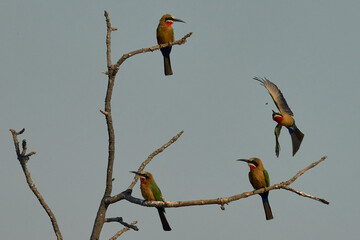White-fronted Bee-eaters (Merops bullockoides) perched on the branches of a dead tree in South Luangwa National Park, Zambia