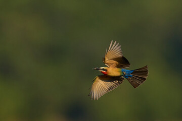 White-fronted Bee-eater (Merops bullockoides) in flight with insect in South Luangwa National Park, Zambia