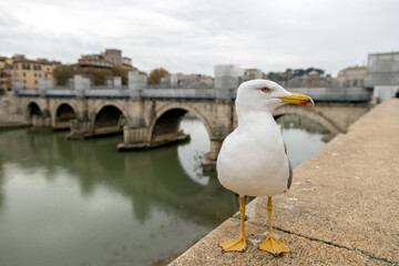 Seagull standing by the Tiber (Tevere) River with the historic Ponte Sant'Angelo in the background in Rome, Italy