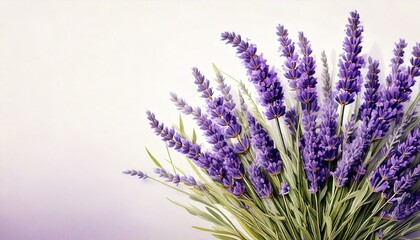 Obraz premium Delicate watercolor lavender stems arranged in a minimalist bouquet.