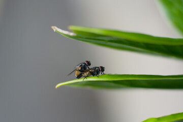 Flies are mating on a leaf