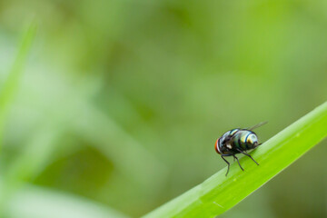 Fototapeta premium Large green fly on grass leaves