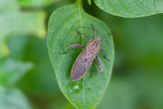 Coreoidea insect plant pests on leaves