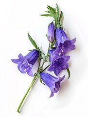 Naklejka premium Blue Canterbury Bells Isolated on White Background. Beautiful Canterbury Bells Flower