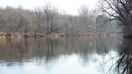 The wild ducks swimming in the river with the sunset reflection on the water surface
