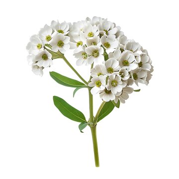 Fototapeta White Candytuft Isolated on White Background. Beautiful Candytuft Flower
