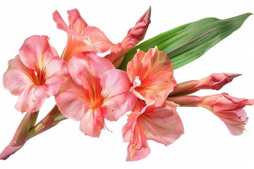 Fototapeta premium Pink Canna Lily Isolated on White Background. Beautiful Canna Lily Flower