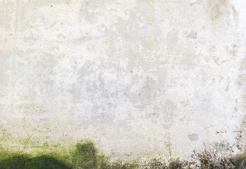 Green moss on cement wall