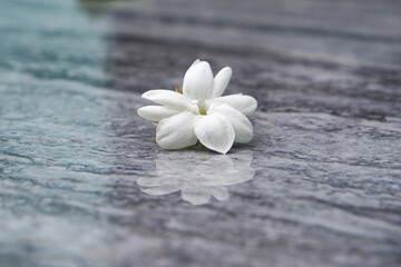 white flower on the table