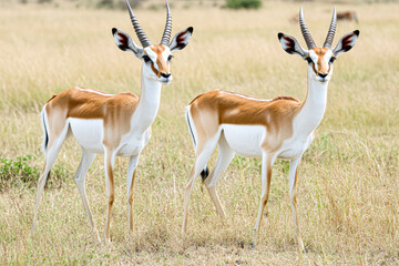 Naklejka premium Two antelope standing in a field of tall grass