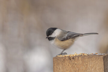 Black - capped Chickadee (Poecile atricapillus)