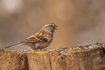American Tree Sparrow (Spizelloides arborea)