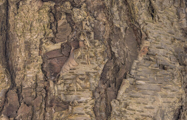 Bark Of Birch Tree