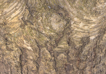 The Bark Of A Birch Tree