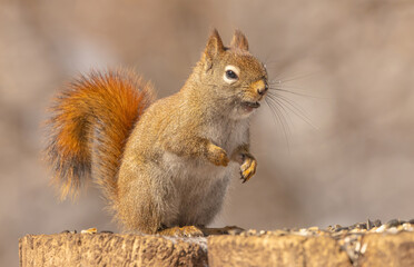 Obraz premium Red Squirrel (Tamiasciurus hudsonicus)