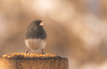 Dark-eyed Junco (Junco hyemalis)