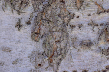 Close Up Of Birch Bark