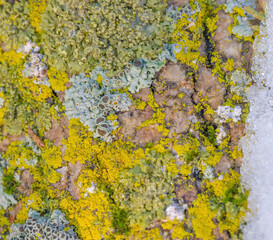 A Variety Of Lichens Growing Together