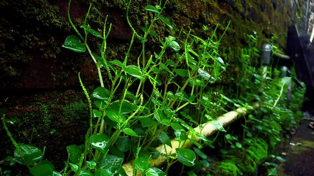 Footage of Peperomia pellucida plants wet from rain, Peperomia pellucida grows side by side with moss