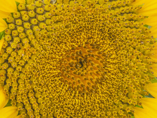 Close Up Of A Sunflower