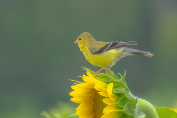 American Gold Finch On Sunflower