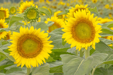 Close Up Of Sunflowers