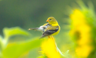 American Gold Finch On Sunflower