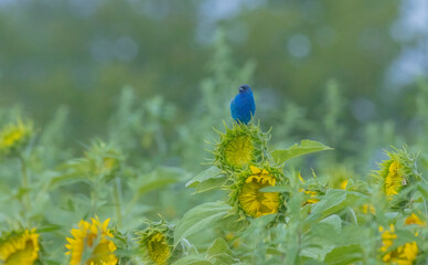 Indigo Bunting Perched On Sunflower