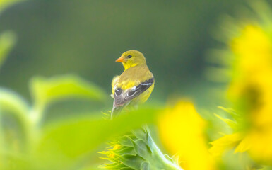 American Gold Finch On Sunflower