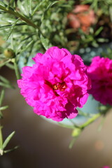 pink carnation flower classic this one 