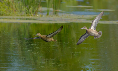 Blue-Winged Teals Arrive At The Marsh