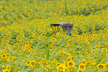 Carriage In Sunflower Field