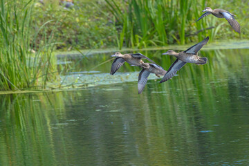 Blue-Winged Teals Arrive At The Marsh